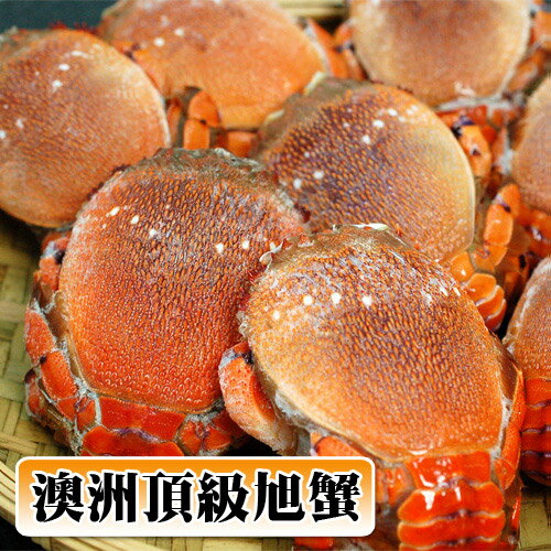 【築地一番鮮】澳洲母旭蟹17-20隻／3kg組(3kg家庭豪華聚餐組)
