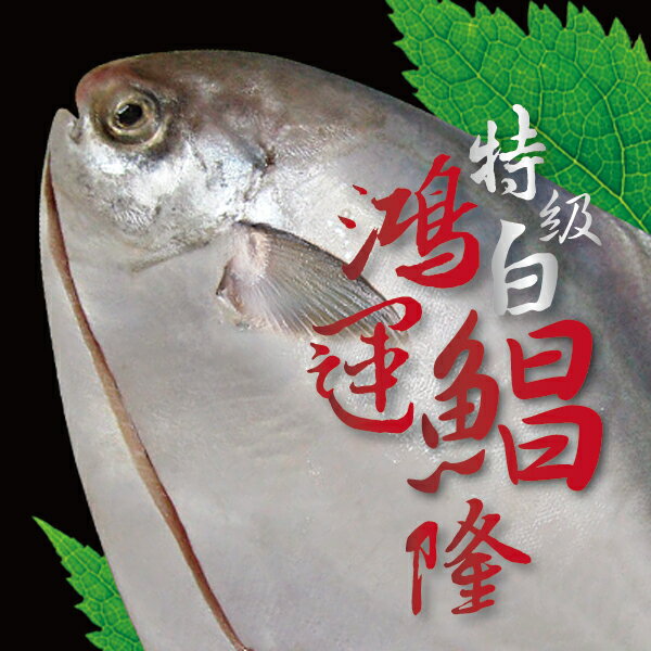 特級白鯧 鴻運昌隆 超大規格 每尾900~1000克 過年圍爐必備食材 頂級食用魚之一
