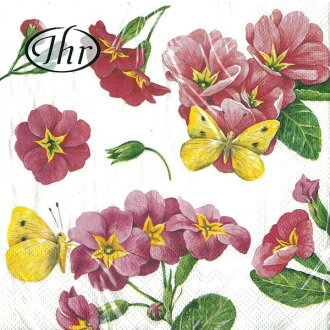 粉紅報春花-德國 IHR(白底)