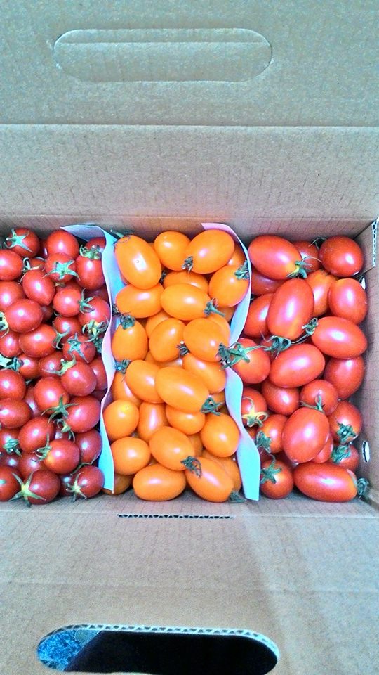 有機無毒蔬果~小番茄~綜合三種都有唷~5斤裝$450