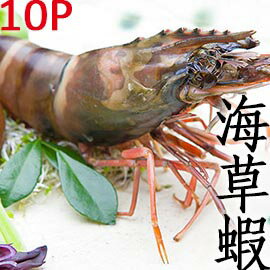㊣盅龐水產 ◇越南草蝦10隻裝◇ 450g/盒 烤肉 火鍋 餐廳 團購 歡迎批發
