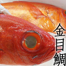 ㊣盅龐水產 ◇冰鮮金目鯛◇ 1.1kg±10%/隻 鯛魚 生魚片 挑戰最低價 歡迎批發 餐廳