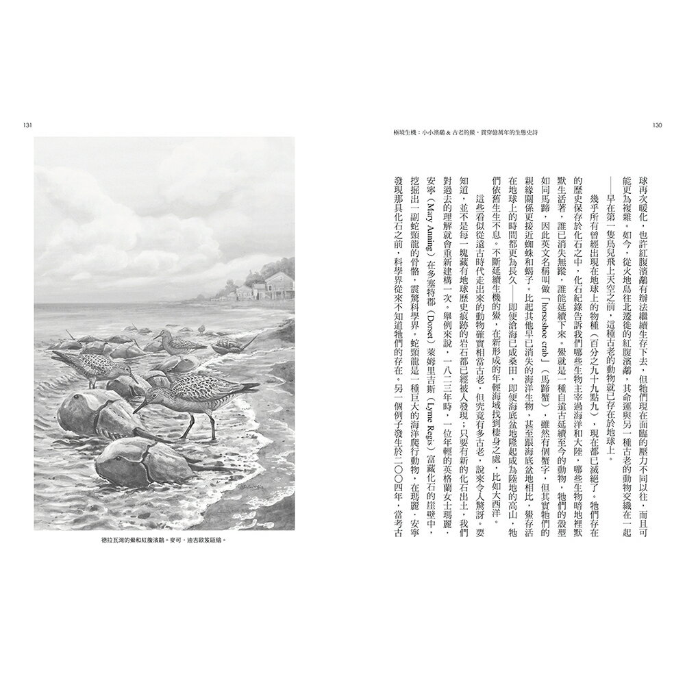 極境生機：小小濱鷸&古老的鱟.貫穿億萬年的生態史詩 【《 8