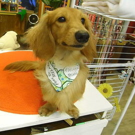 DOCKY設計 手工「狗領巾」漫畫達人POP