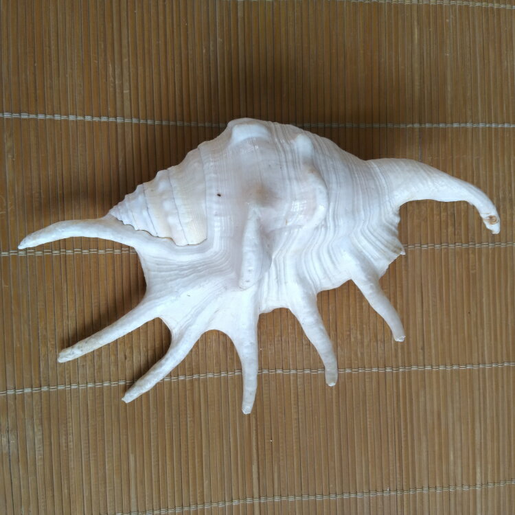 天然大海螺貝殼蜘蛛螺筆架螺七角螺家居地臺魚缸水族造景拍攝道具| 協貿