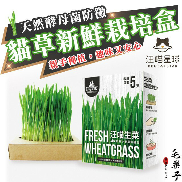 汪喵星球 貓草新鮮栽培盒 貓咪生菜 種植貓草 1