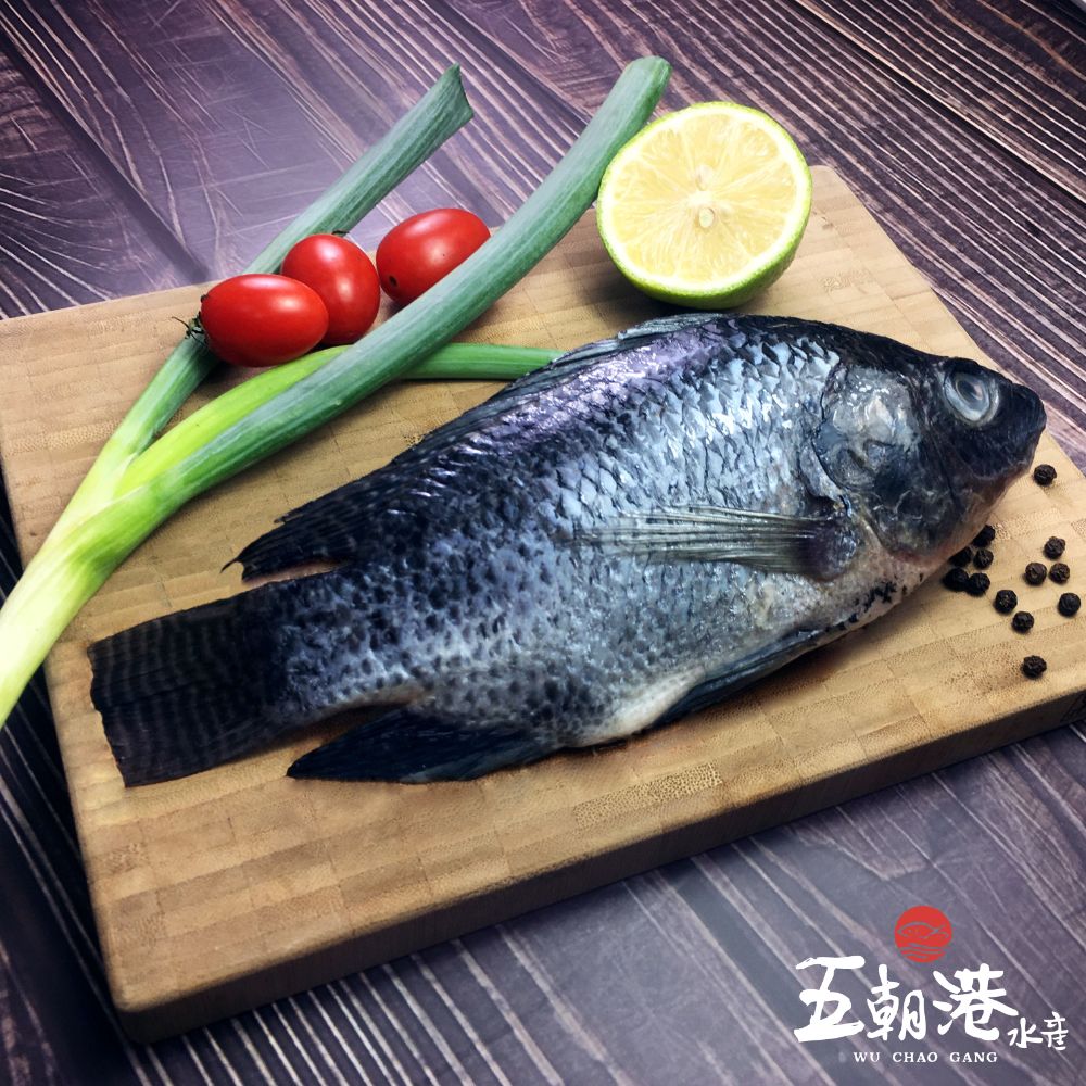 英勇台灣鯛(400-500克/隻 ) 海鮮 生鮮 台灣鯛魚 鯛魚 台灣鯛 吳郭魚 現撈 家常菜 快速到貨