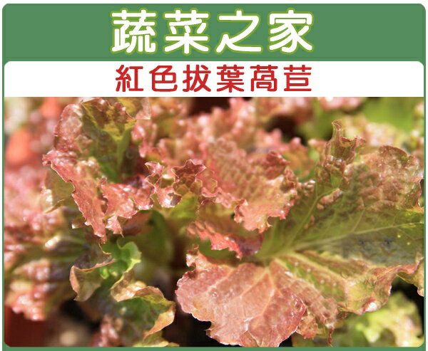 【蔬菜之家】A31.紅葉拔葉甜萵苣種子(日本進口拔葉A菜)(共有2種包裝可選)