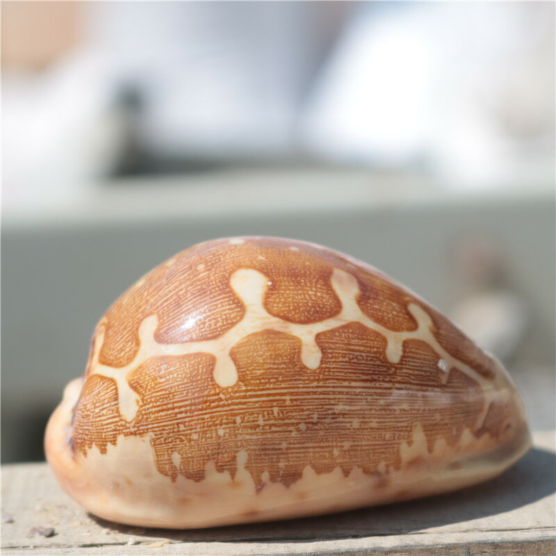天然海螺貝殼地圖寶螺精品收藏級標本螺櫥窗設計裝飾創意禮物貝殼