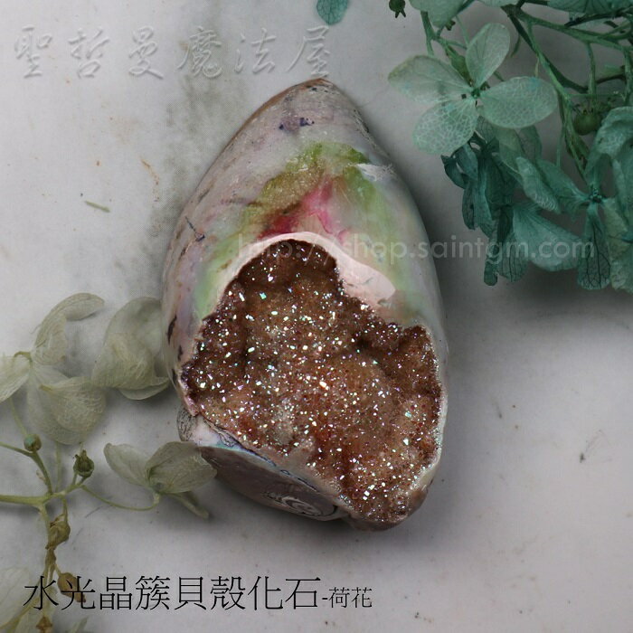 【土桑展精選寶物】水光晶簇貝殼化石-荷花 (珠寶等級)