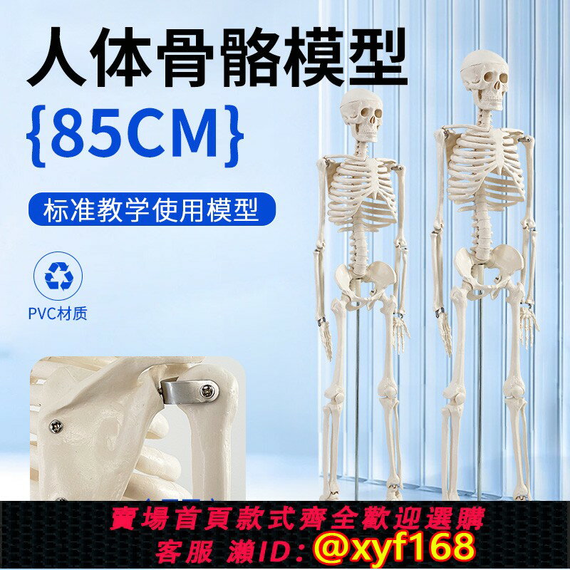 {保固一年 可打統編}45CM 85cm人體骨骼模型 全身骨架模型成人小骷髏教學模型脊椎模型