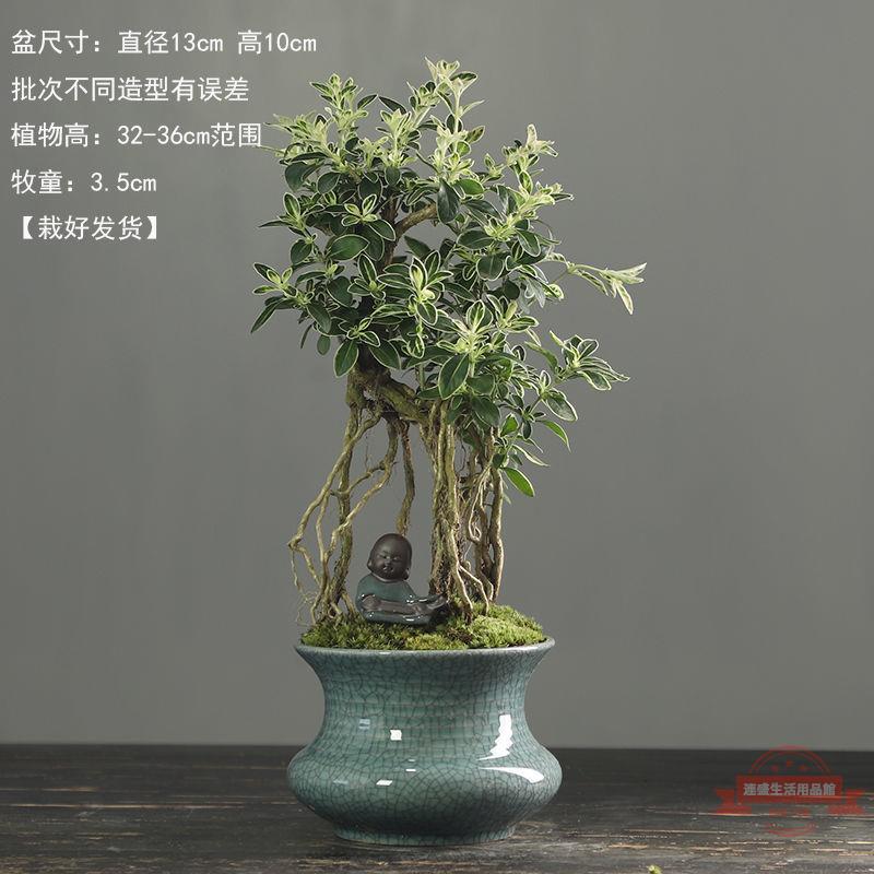 盆景金邊懸崖提根老樁六月雪造景室內四季好養植物小盆景綠植擺件| 連盛