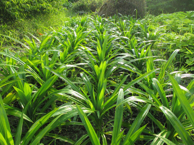 香蘭葉.七葉蘭(每株50元)台灣種植 4