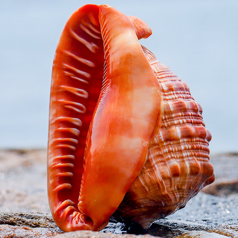 四大名螺萬寶螺魚缸造景海螺殼超大貝殼工藝品擺件天然標本裝飾