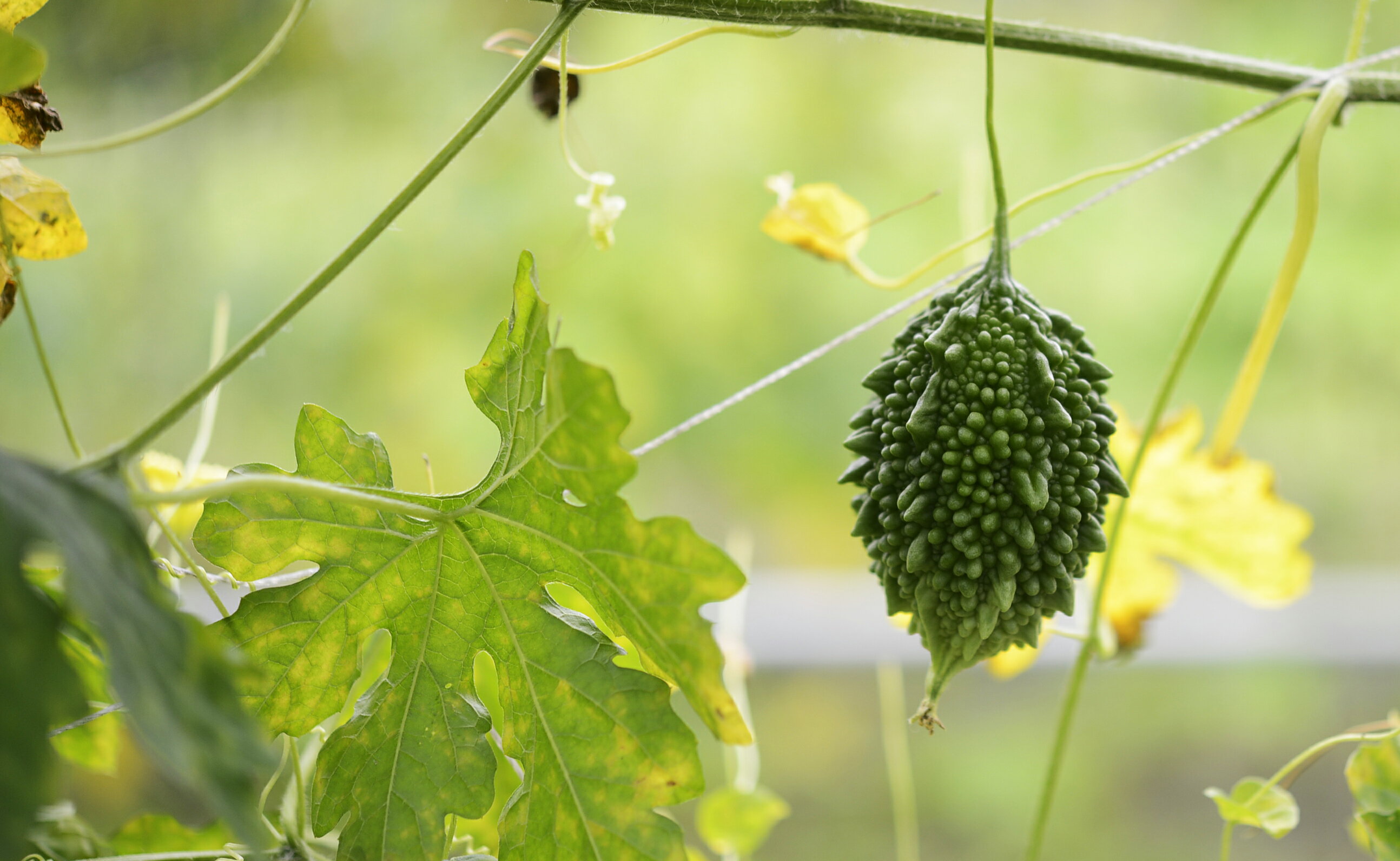 【淺草堂】有機山苦瓜茶(360ml/瓶) 2 【淺草堂】有機山苦瓜茶(360ml/瓶) 2