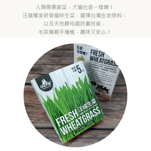 汪喵星球 貓草新鮮栽培盒 貓咪生菜 種植貓草 3