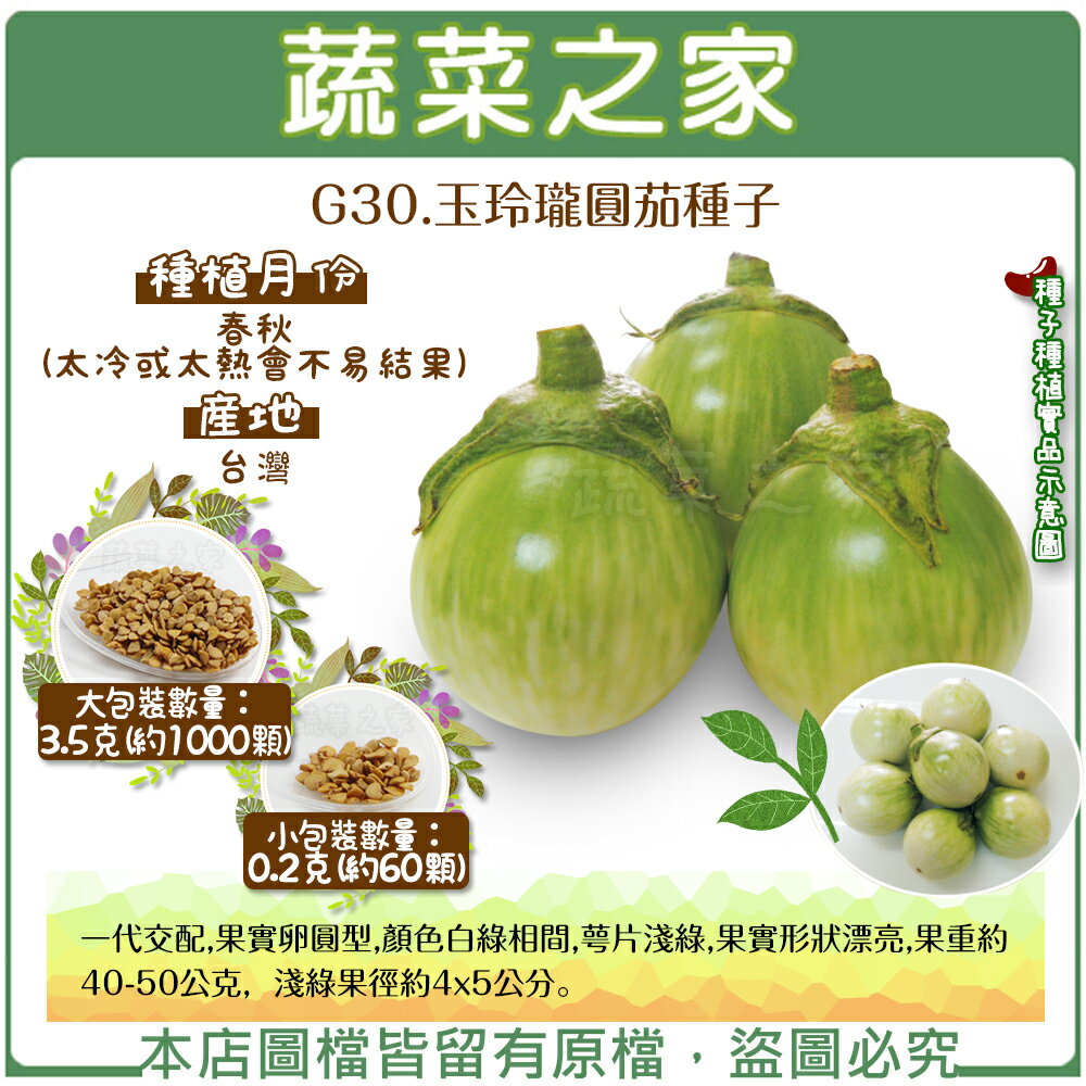 【蔬菜之家】G30.玉玲瓏圓茄種子0.2克(約60顆)、3.5克(約1000顆) 泰國茄子 (共有2種包裝可選)
