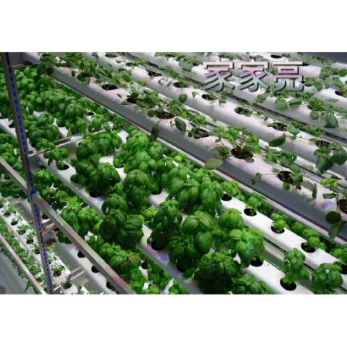 MARCH T8 10W 4呎 LED 植物燈管 4尺 10瓦 植物 燈管 (A Light) 0