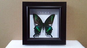蝴蝶標本昆蟲動物真蟲相框工藝品禮物家裝兒童房裝飾兒童實驗教學
