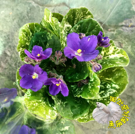 季節限定 先確認有沒有貨 斑葉紫花 深紫色非洲堇盆栽斑葉非洲菫盆栽3寸盆多年生觀賞花卉盆栽半日照佳 魚痴的秘密花園 季節限定 先確認有沒有貨 斑葉紫花 深紫色非洲堇盆栽斑葉非洲菫盆栽3寸盆多年生觀賞花卉盆栽半日照佳 魚痴的秘密花園