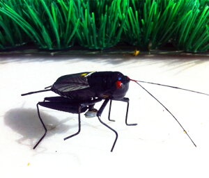 動物模型 仿真昆蟲蛐蛐 蟋蟀會場布置 手工玩具攝影道具