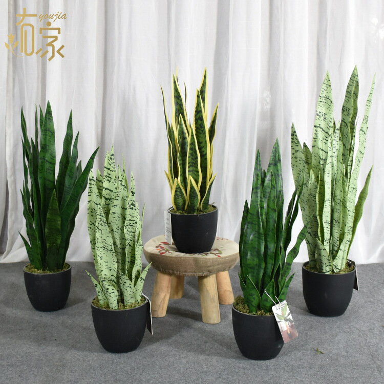 快速出貨 可開發票 廠家生產黃邊綠邊模擬虎皮蘭盆栽植物 室外家居裝飾品龍舌蘭盆景