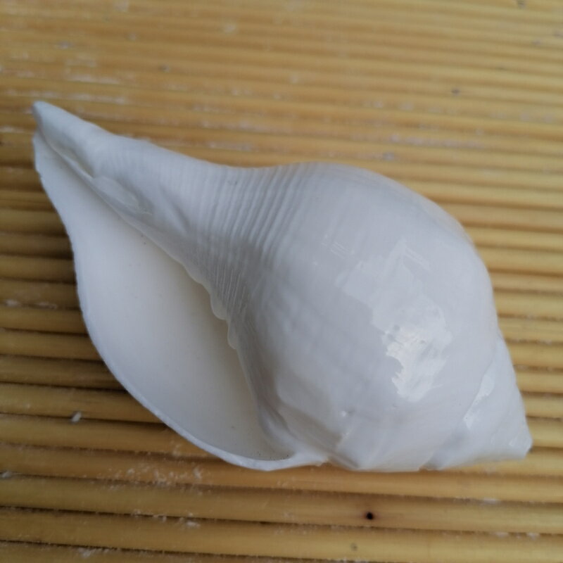 天然海螺貝殼印度鉛螺 白海螺右旋螺 密宗法器供佛擺件 魚缸造景