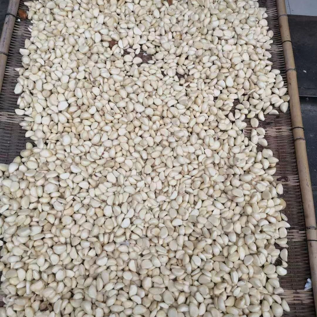 【可打統編 超低價】剝蒜器大蒜脫皮機家用去皮機小型全自動商用剝蒜機電動拔蒜皮神器 2