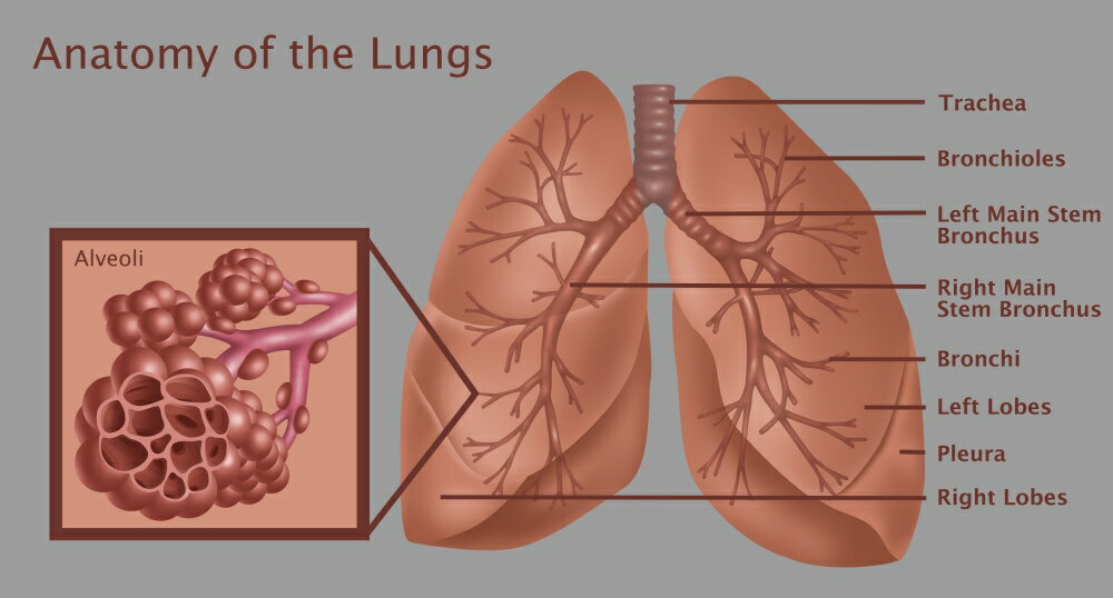 Posterazzi Anatomy Of The Lungs With Alveoli Rolled Canvas Art Gwen Shockeyscience Source