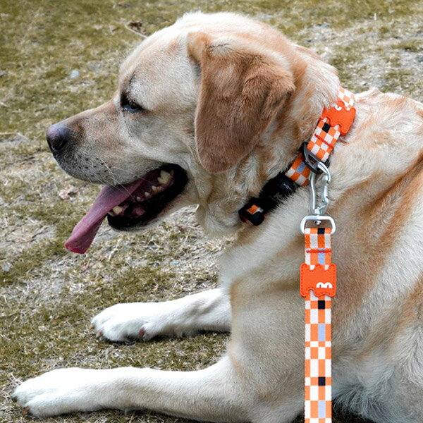 【VitalWave 元氣光波】波拉克潮酷 速穿寵物項圈牽引繩組合 (寵物頸圈 寵物牽引繩)