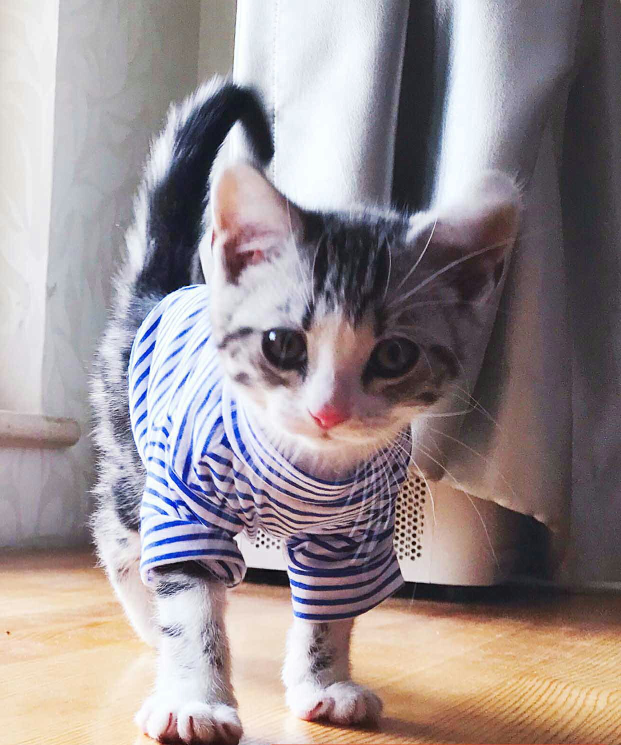 貓咪衣服 夏季薄款美短英短藍貓布偶暹羅加菲貓衣服條紋潮牌背心