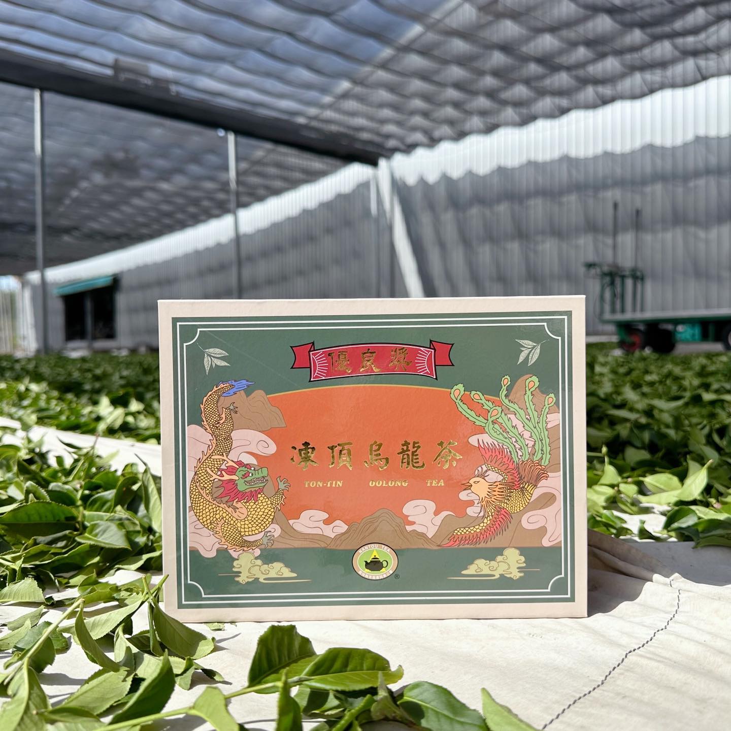 【采樂茶業】2025年 南投縣茶商公會比賽茶 四季春冬片&凍頂烏龍茶 優良獎｜熱騰騰上市！！｜ 台灣茶