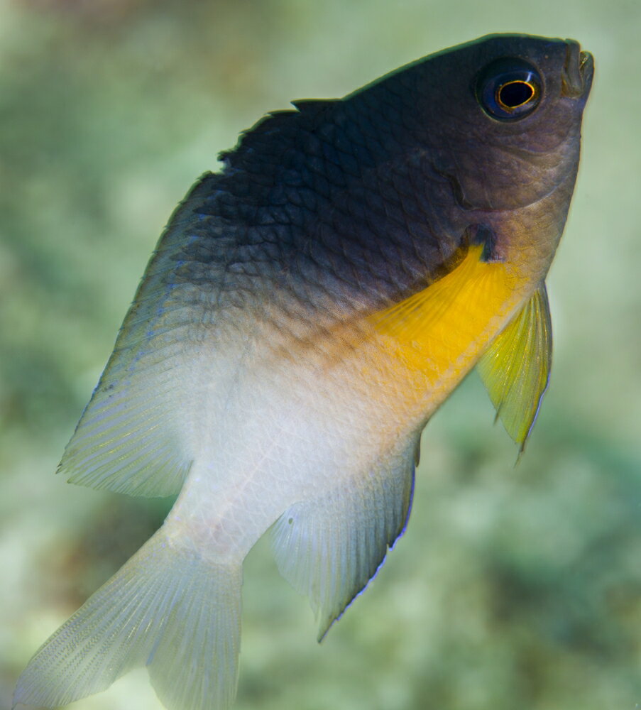 Posterazzi: Close-up Of A Bicolor Damselfish (stegastes Partitus) As It 