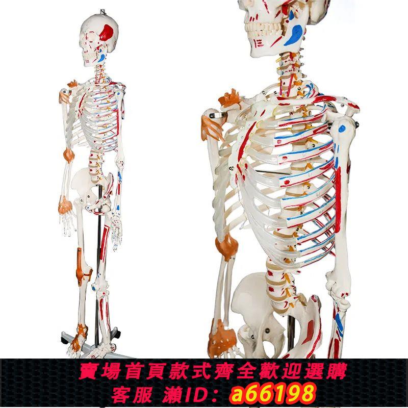 【臺灣公司 可開發票】人體骨骼模型小白全身骨架脊椎模擬醫學結構解剖骷髏脊柱兒童玩具