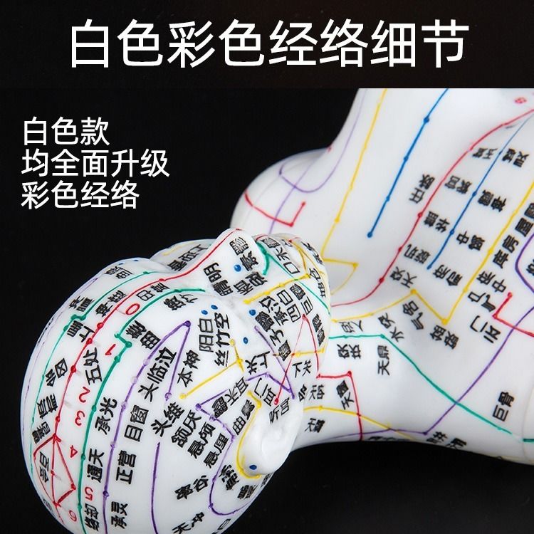 【最低價】【公司貨】人體模型中醫針灸穴位圖銅人男女全身十二經絡小皮人針灸穴位模型 3