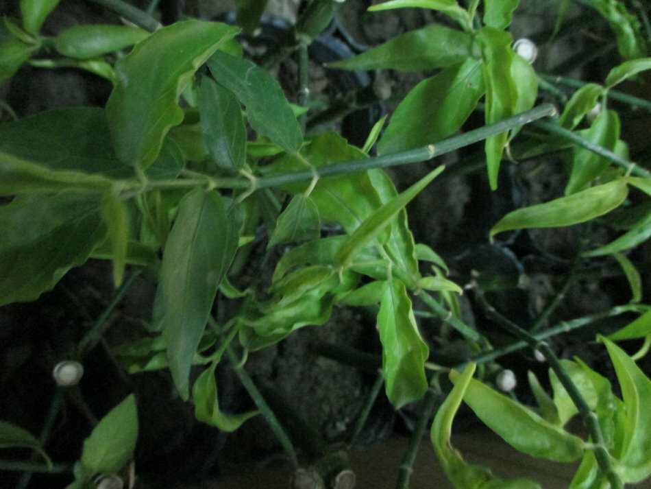 憂遁草(沙巴蛇草)(台灣種植)買5苗多送1苗 3