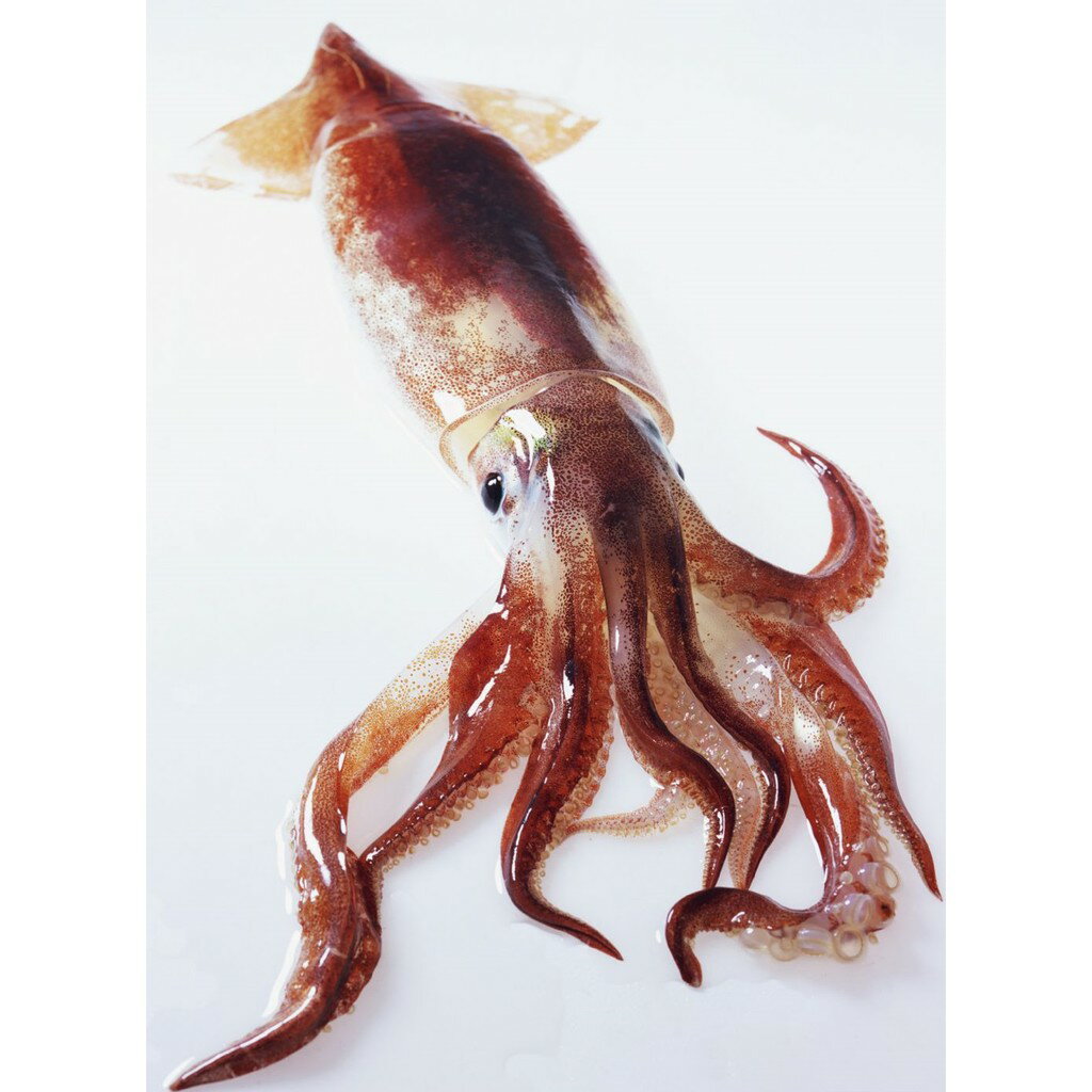 【168all】 1KG  魷魚香料 / 魷魚香精