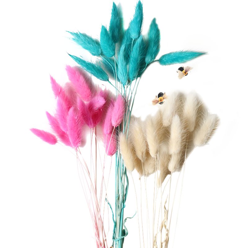 兔尾草原生態家居裝飾擺設藝術干花干草兔尾草拍攝道具小兔尾 4