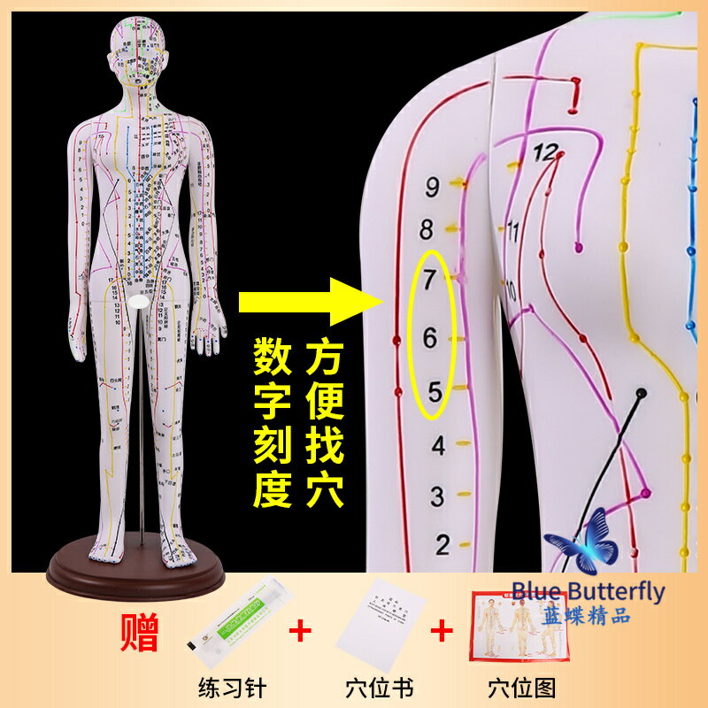{可打統編 保固一年}針灸人體模型醫用扎針練習小皮人十二經絡穴位圖模特軟膠扎針練習 0