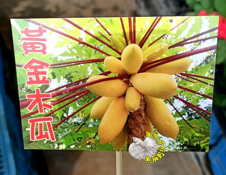 3吋盆 黃金木瓜盆栽黃金木瓜苗 最新品種木瓜 換大盆子或種地上才能長大結果 半日照佳 要買幾盆先詢問有沒有貨 魚痴的秘密花園 3吋盆 黃金木瓜盆栽黃金木瓜苗 最新品種木瓜 換大盆子或種地上才能長大結果 半日照佳 要買幾盆先詢問有沒有貨 魚痴的秘密花園