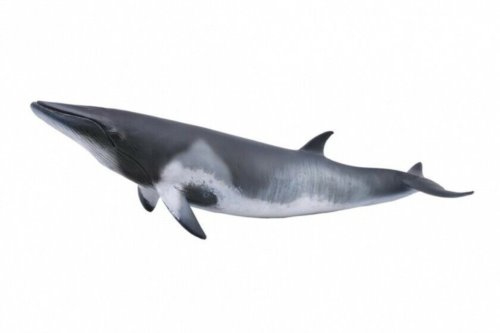 動物模型《 COLLECTA 》小鬚鯨