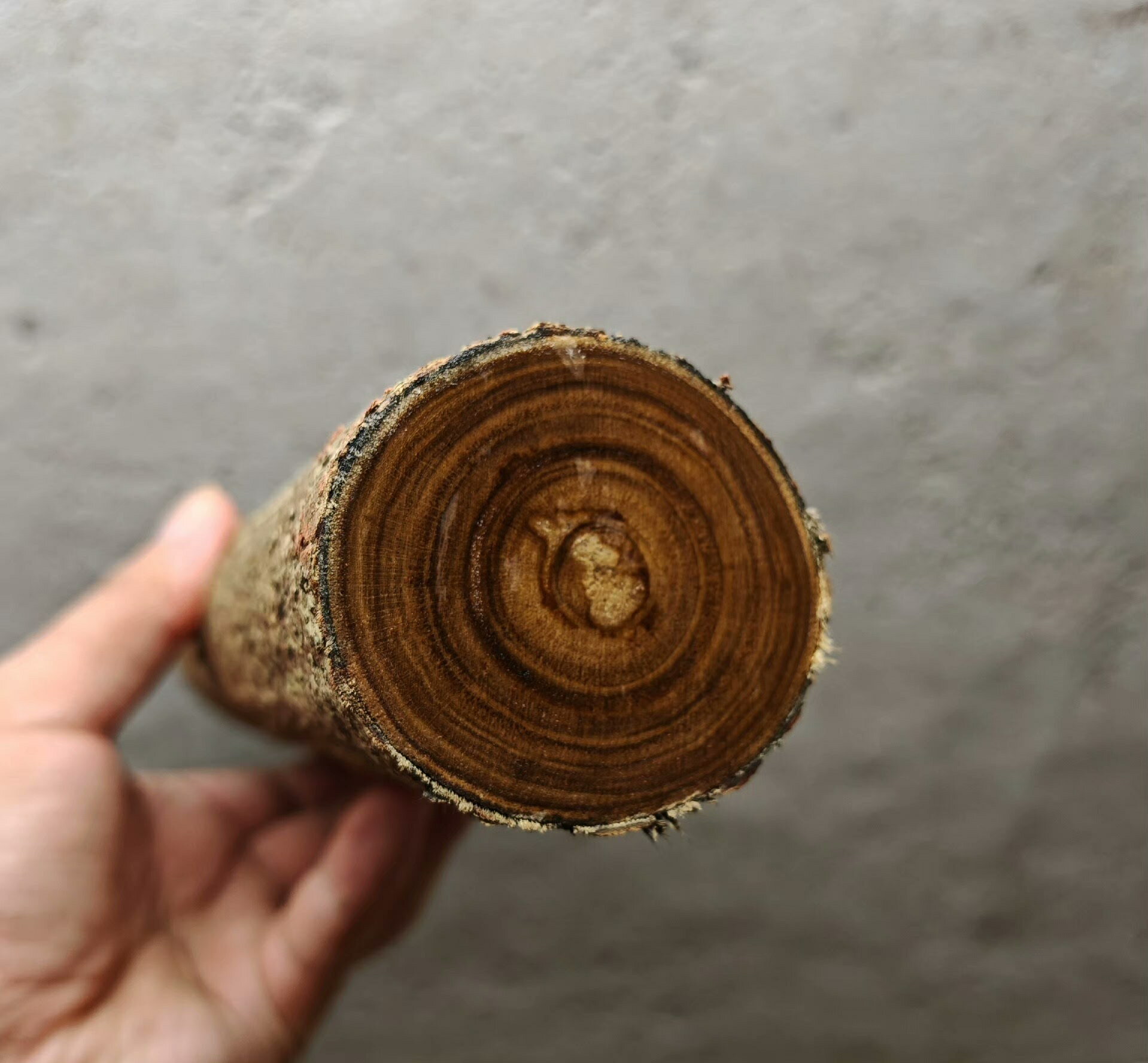 印尼黃花梨新料 黃梨木實心樹桿料 24cm雕刻木料 5.5*5cm橫切面 陰幹2年紋理細密 開珠雕刻刀柄貼片 DIY手作材料 實物拍攝