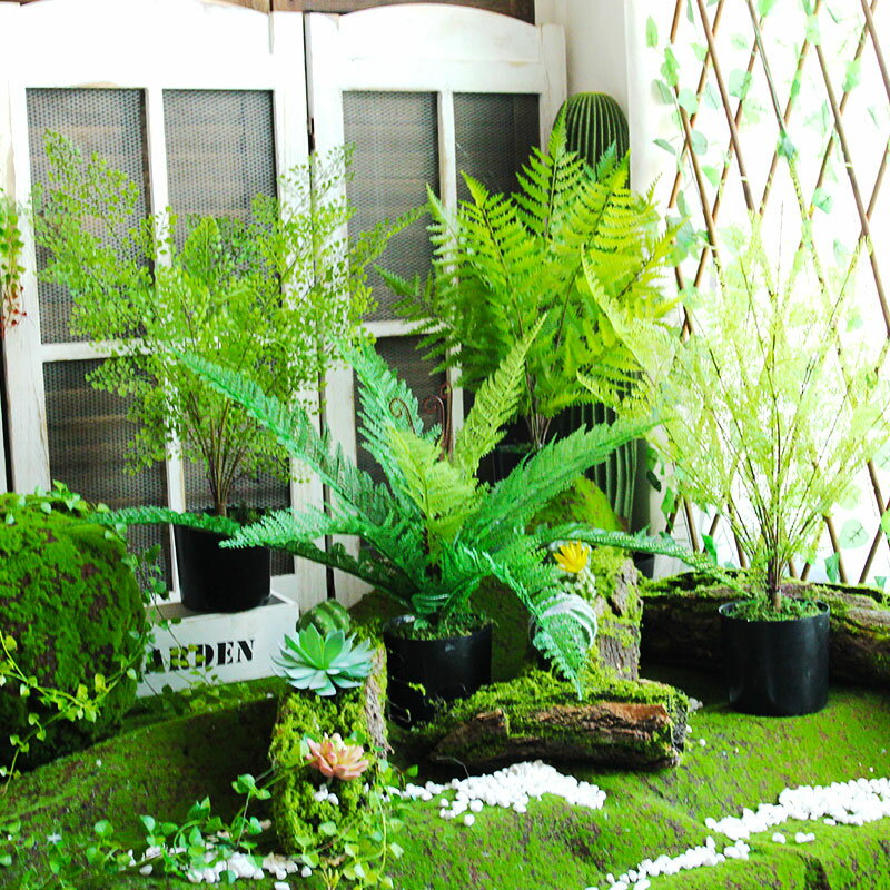 森系仿真綠植盆栽黑骨芒文竹葉桌面上熱帶植物角造景裝飾創意擺件