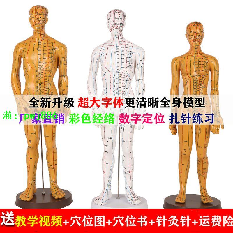 中醫針灸穴位圖人體模型銅人男女全身十二經絡小皮人針灸穴位模型
