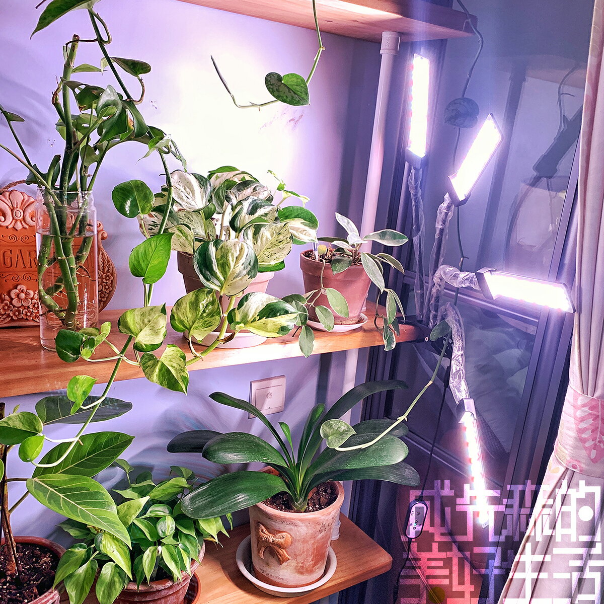 補光燈 多頭智慧植物補光燈|夾子款生長燈|定時記憶仿陽光全光譜防徒長