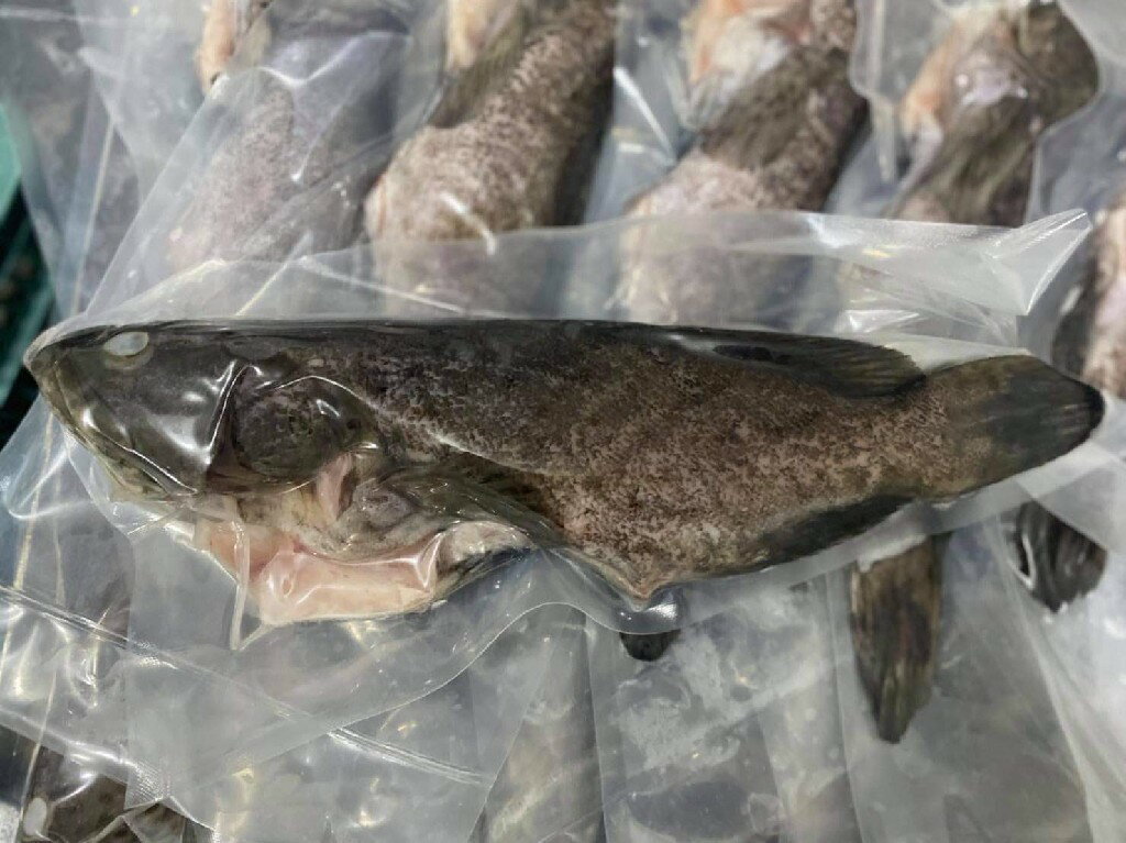 【海鮮肉舖】 高級石斑魚 (5~600g)