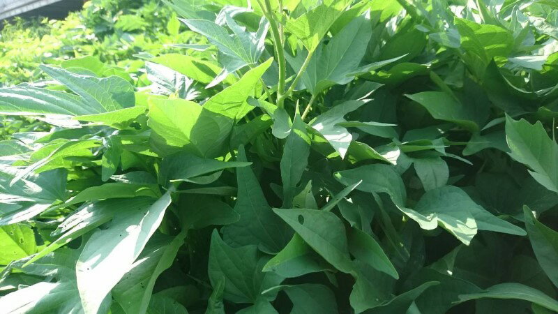 綠地瓜葉（藤和葉）每斤100元 3