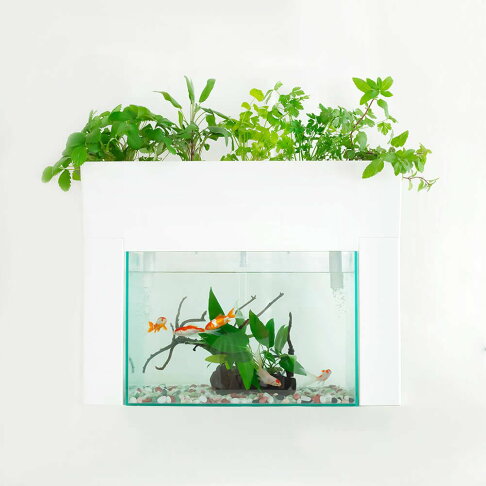 日本製aquaponics 魚菜共生機水耕栽培養耕共生種菜機適用45cm魚缸水族箱家用種菜機親子同樂室內盆栽療癒小物禮物日本必買代購 日本製aquaponics 魚菜共生機水耕栽培養耕共生種菜機適用45cm魚缸水族箱家用種菜機親子同樂室內盆栽療癒小物禮物日本必買代購