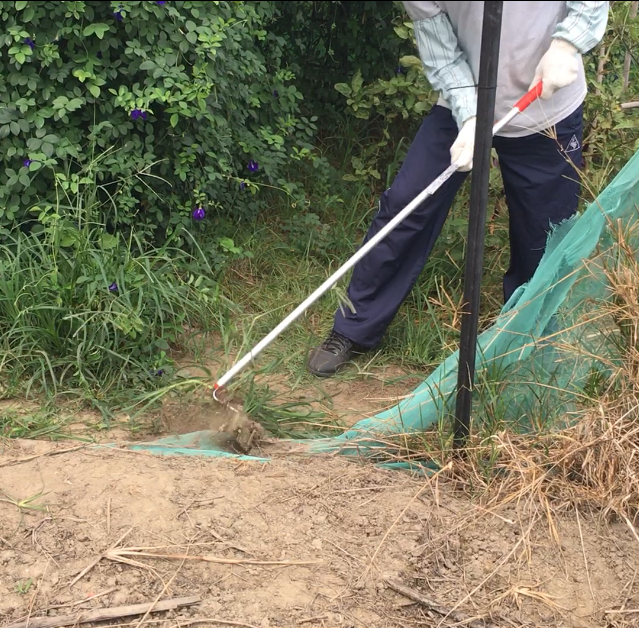 【小美紀】日製鋤草工具-長柄半月根切刄K (園藝工具)日本製拔草工具日本製除草扒日本製除草工具日本製除草勾日本製鋤草扒日本製小锄頭日本製除草神器日本製拔草專長日本製割草雜草工具 3