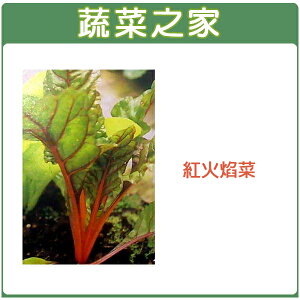 【蔬菜之家】A41.紅火焰菜種子 (紅柄菾菜、紅火焰菜、君達菜、甜菜)(共有2種包裝可選)